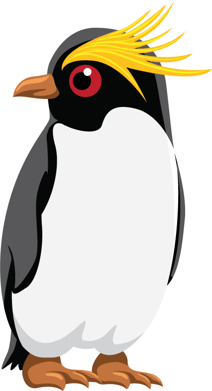 Rock hopper penguin
